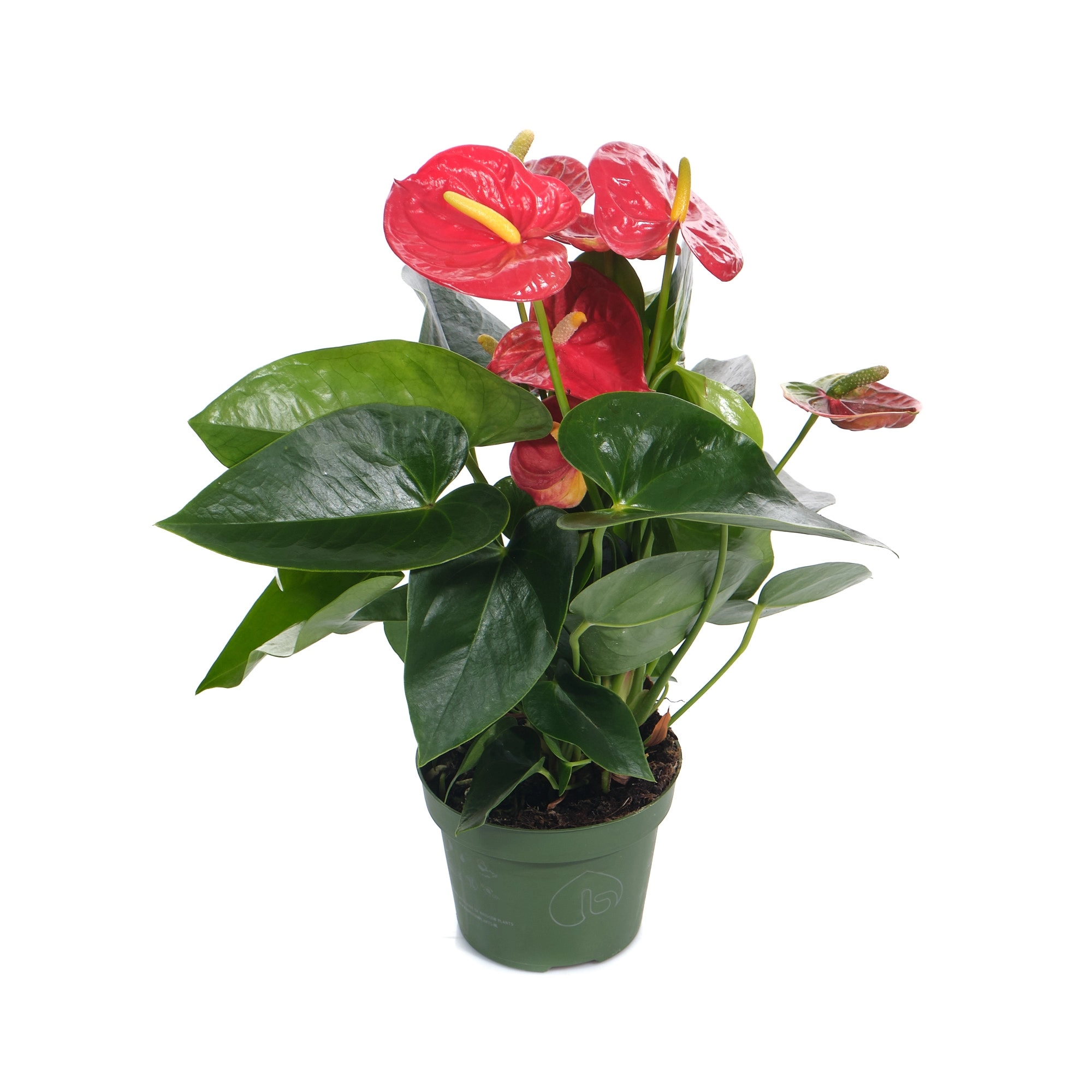 Антуриум андрианум Роял Чемпион