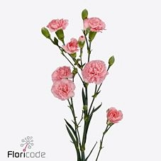 Гвоздика куст дубаду