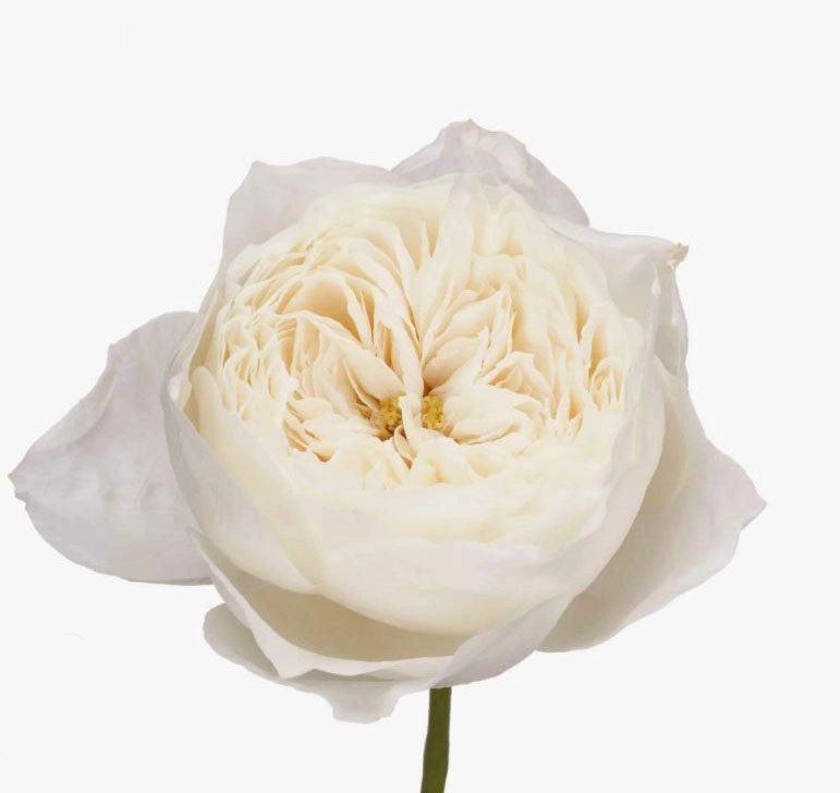 Роза однг уайт клауд