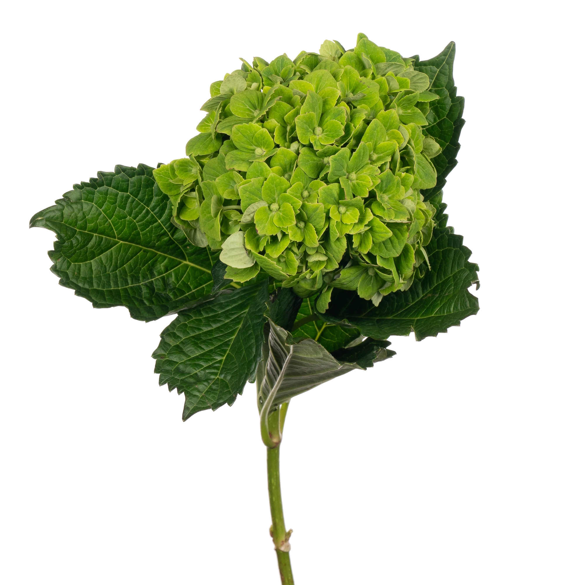 Гидрангия джамбо эсмеральд