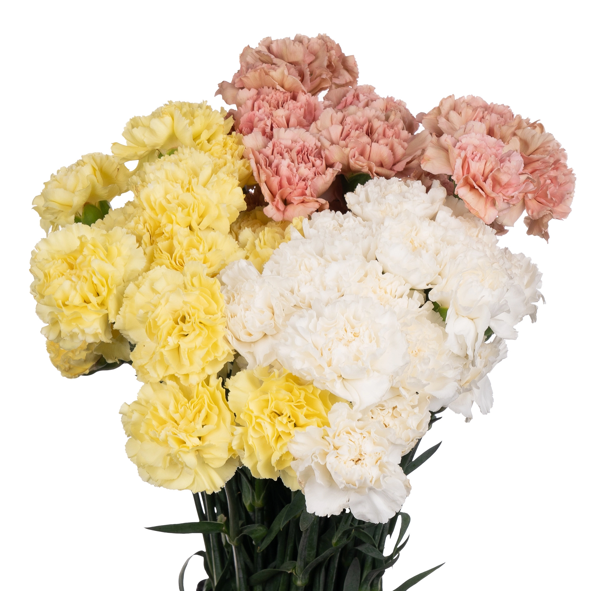 Гвоздика пастель микс