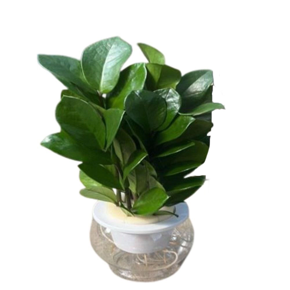 Замиокулкас на гидропонике