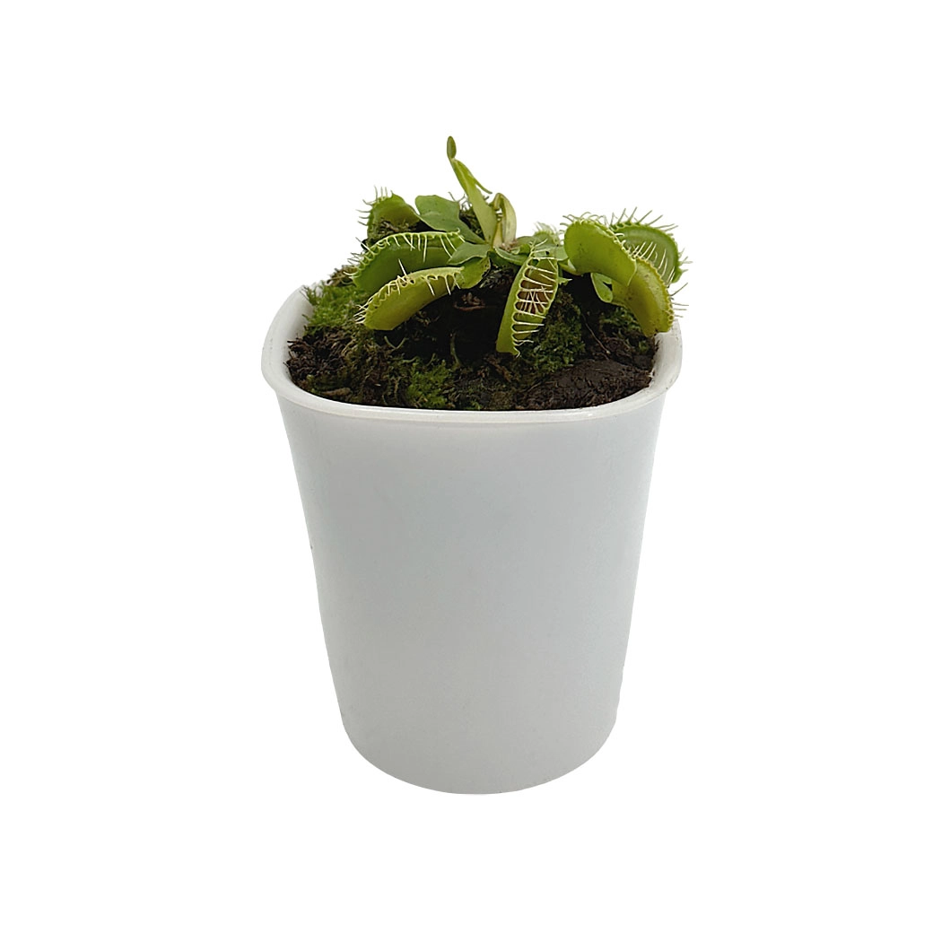 Дионея Мусципула