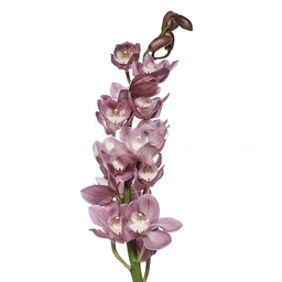 Цимбидиум марита