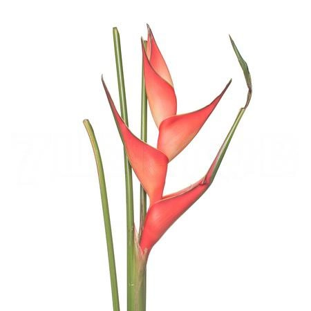 Геликония тропикал