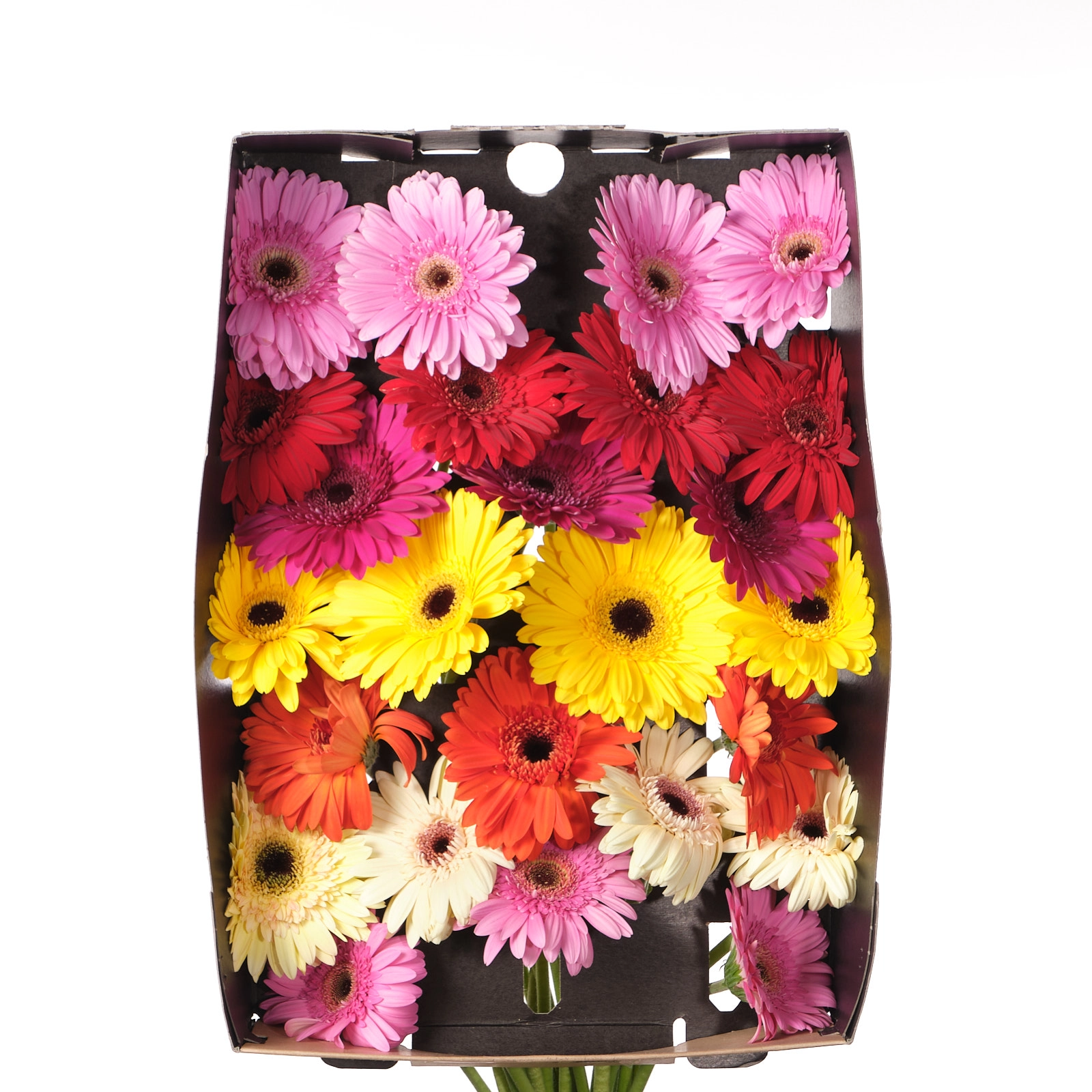 Гербера микс