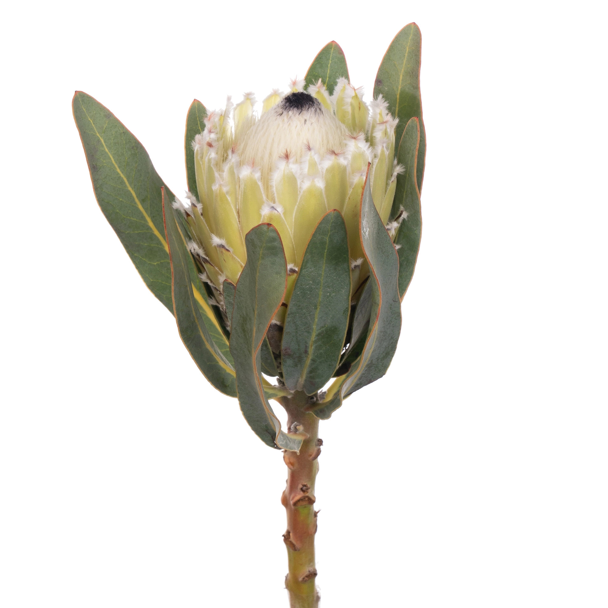 Протея барбигера поляр принцесс