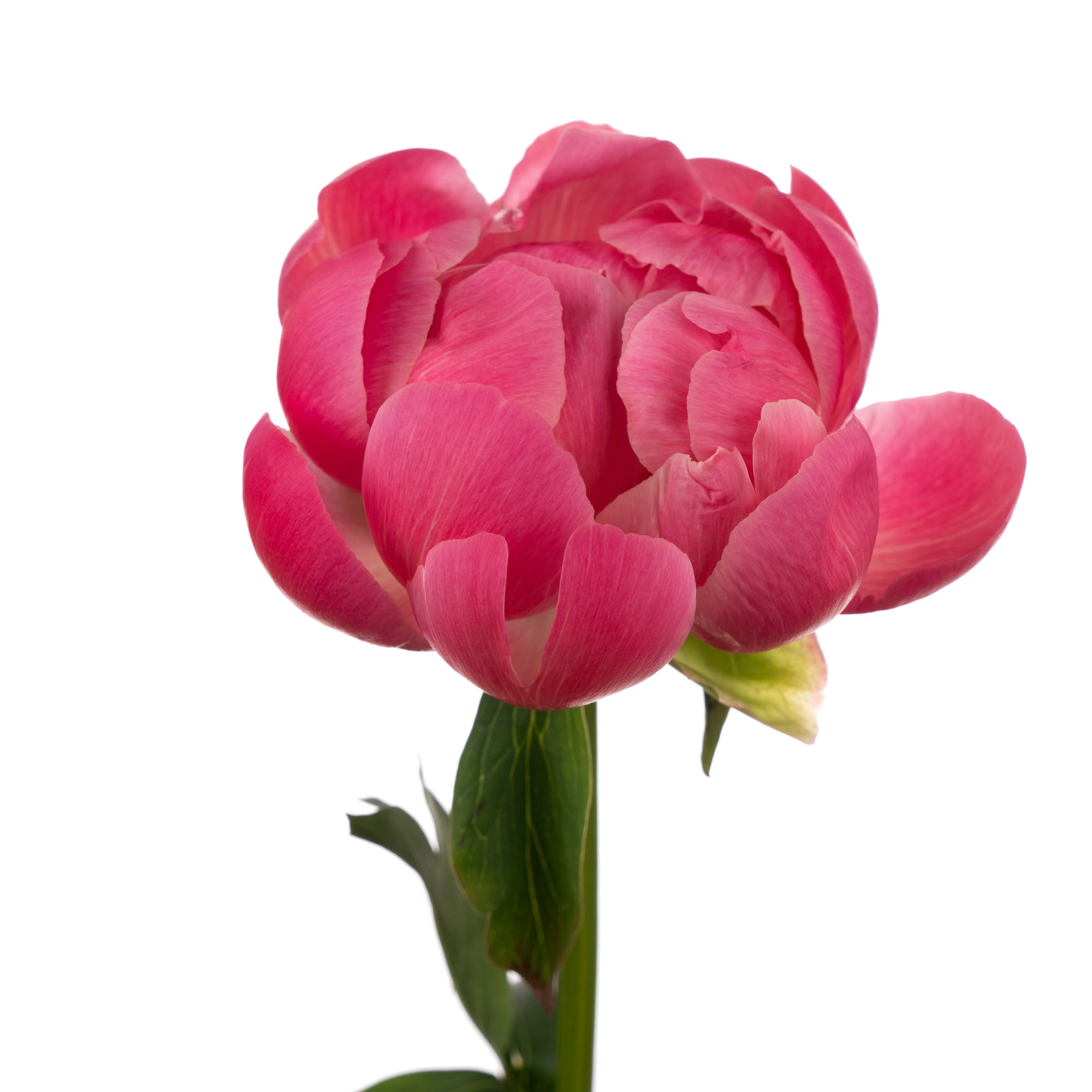 Пион корал шарм