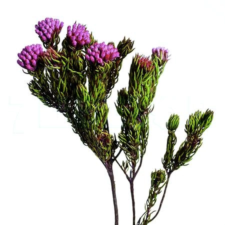 Капс металасия розовый