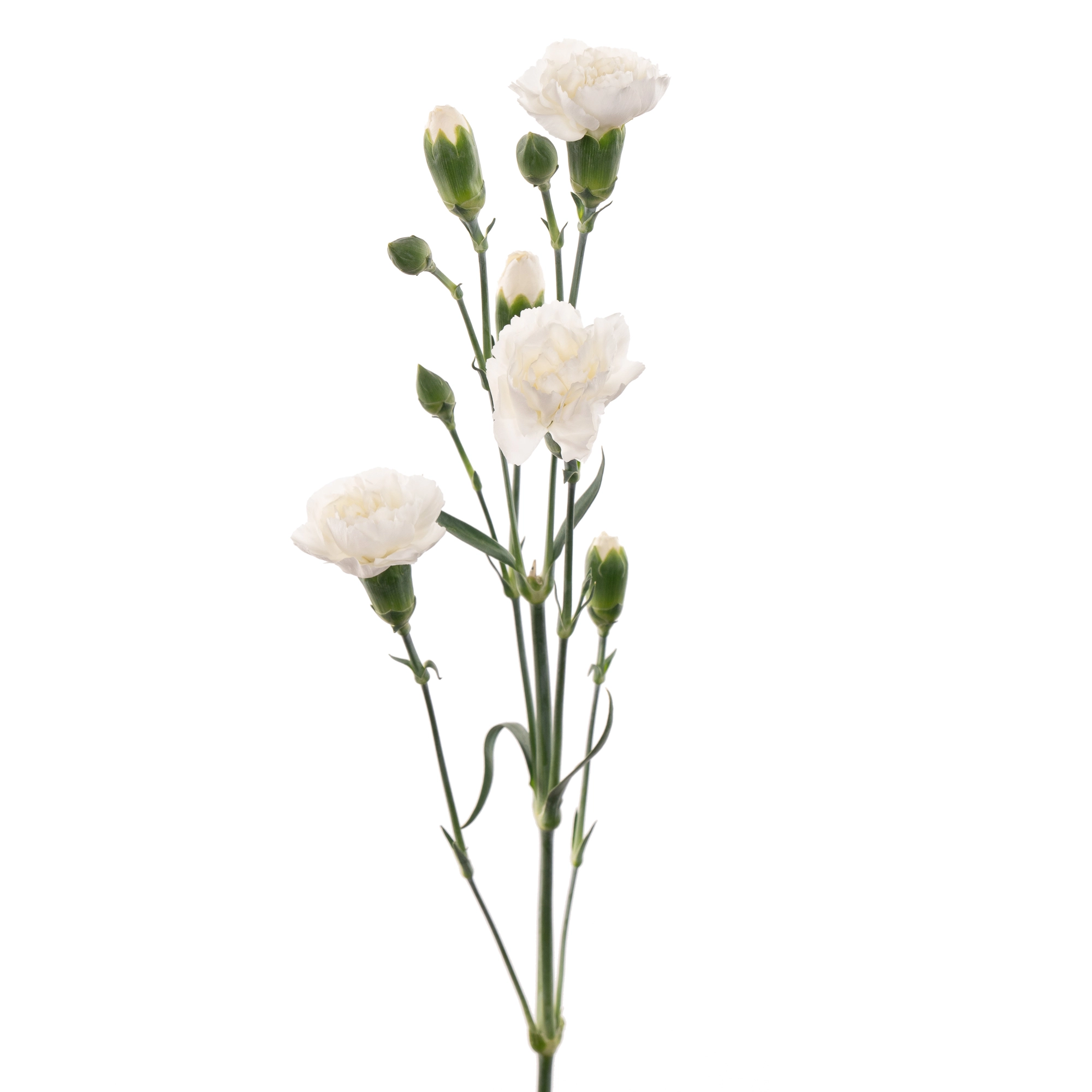 Гвоздика куст нимбус