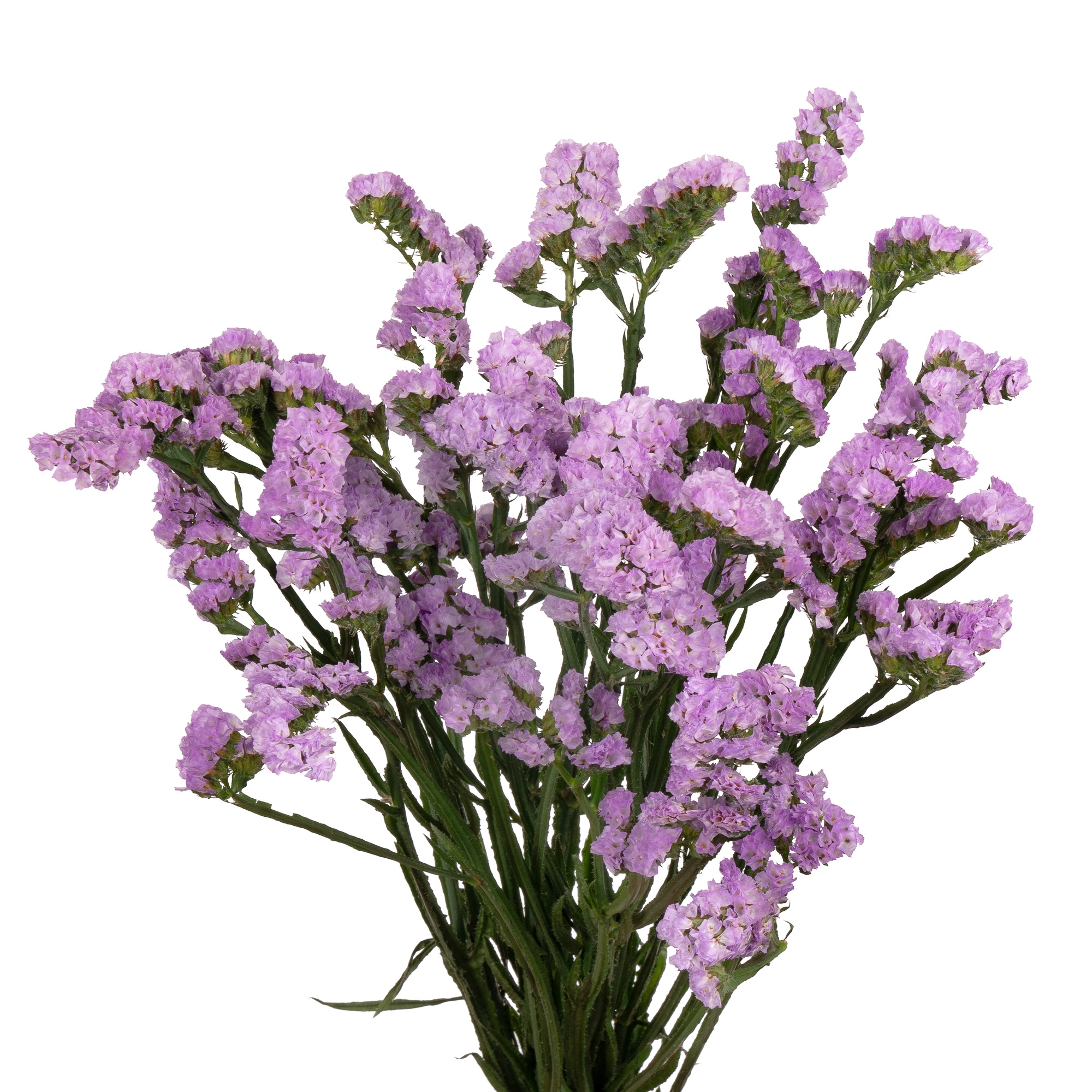 Статица лавандовая