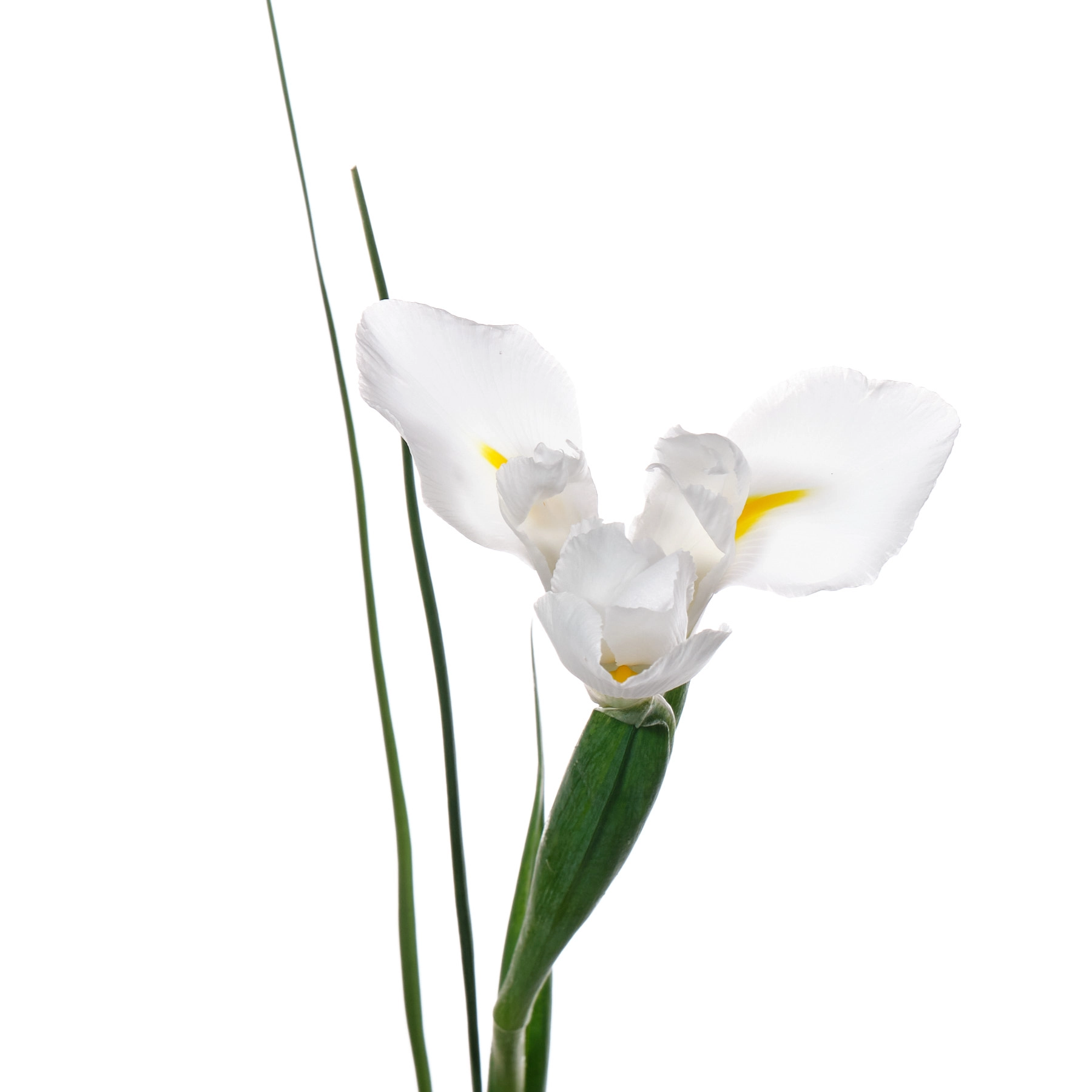 Ирис аляска