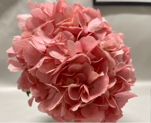 Гидрангия краш. премиум шарм