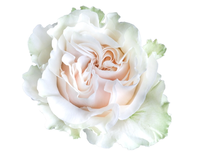 Роза однг коттон экспрешн