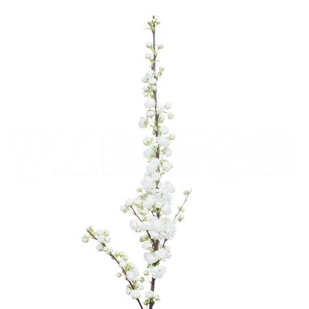 Прунус альба