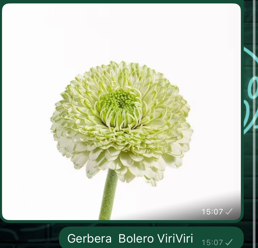 Гербера болеро виривири