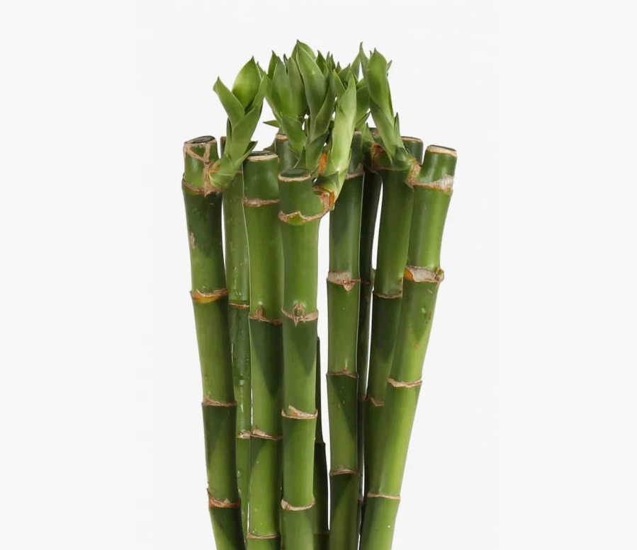 Бамбук лаки