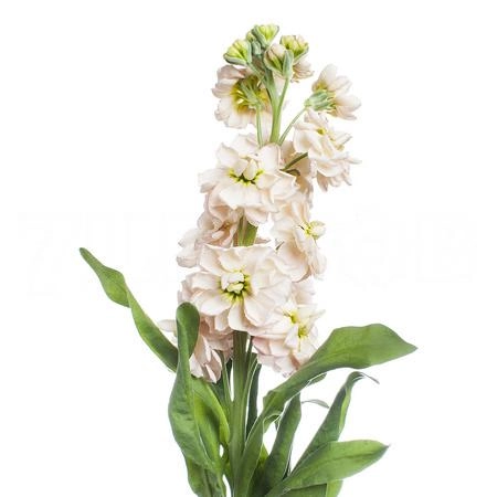 Маттиола аида абрикосовая