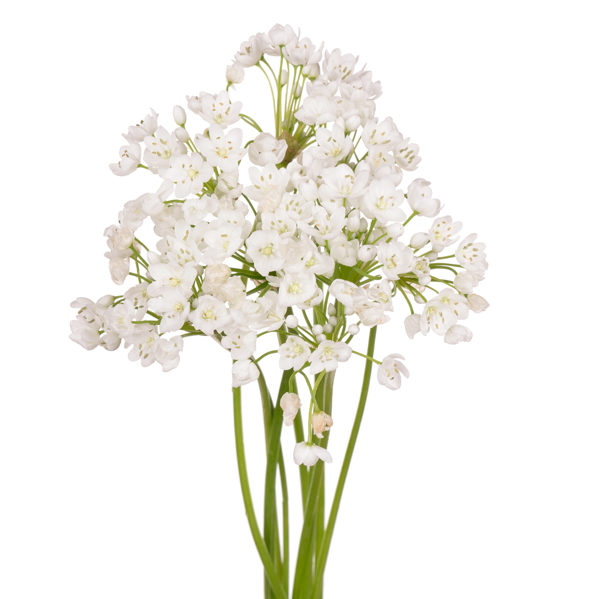 Аллиум флокон