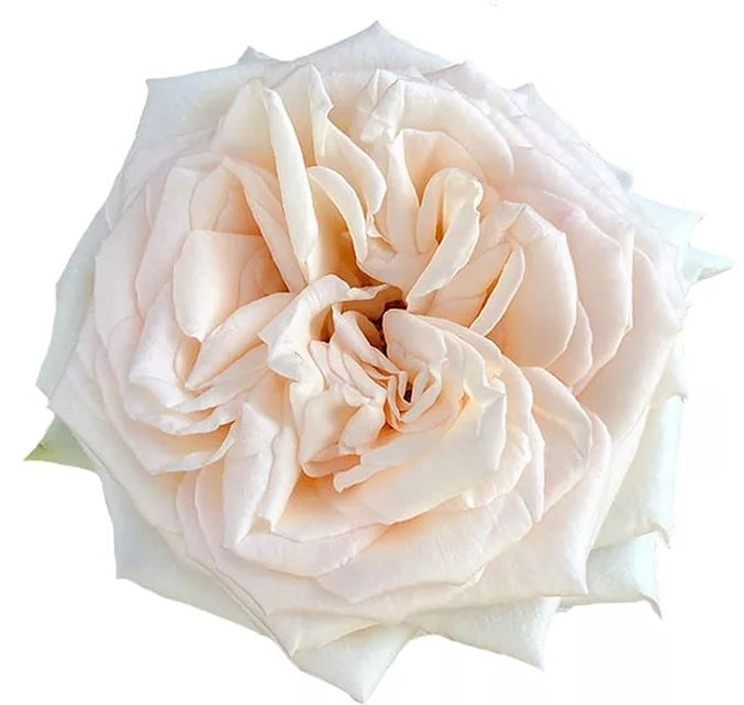 Роза однг принцесса майя