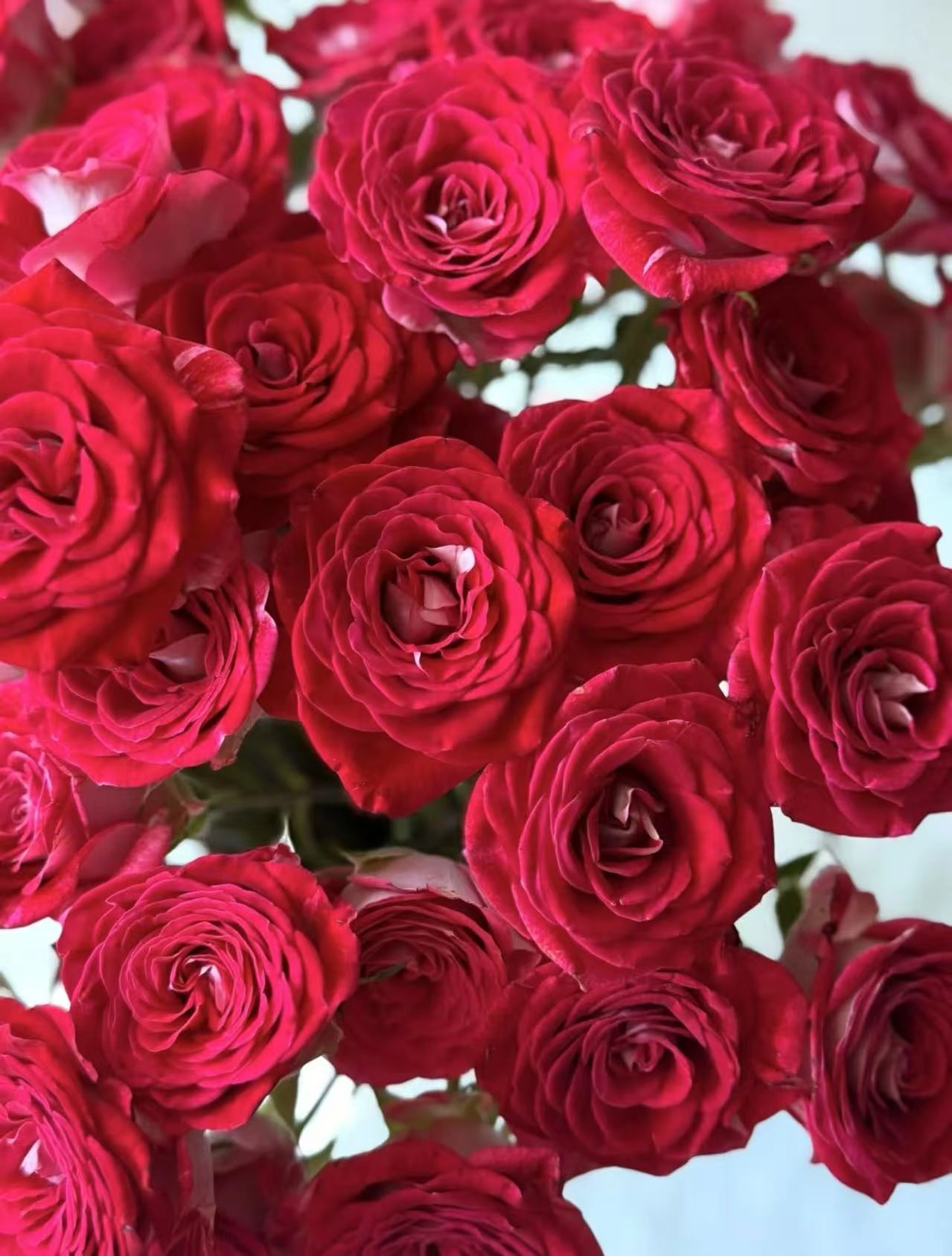 Роза куст ред принцесс физер