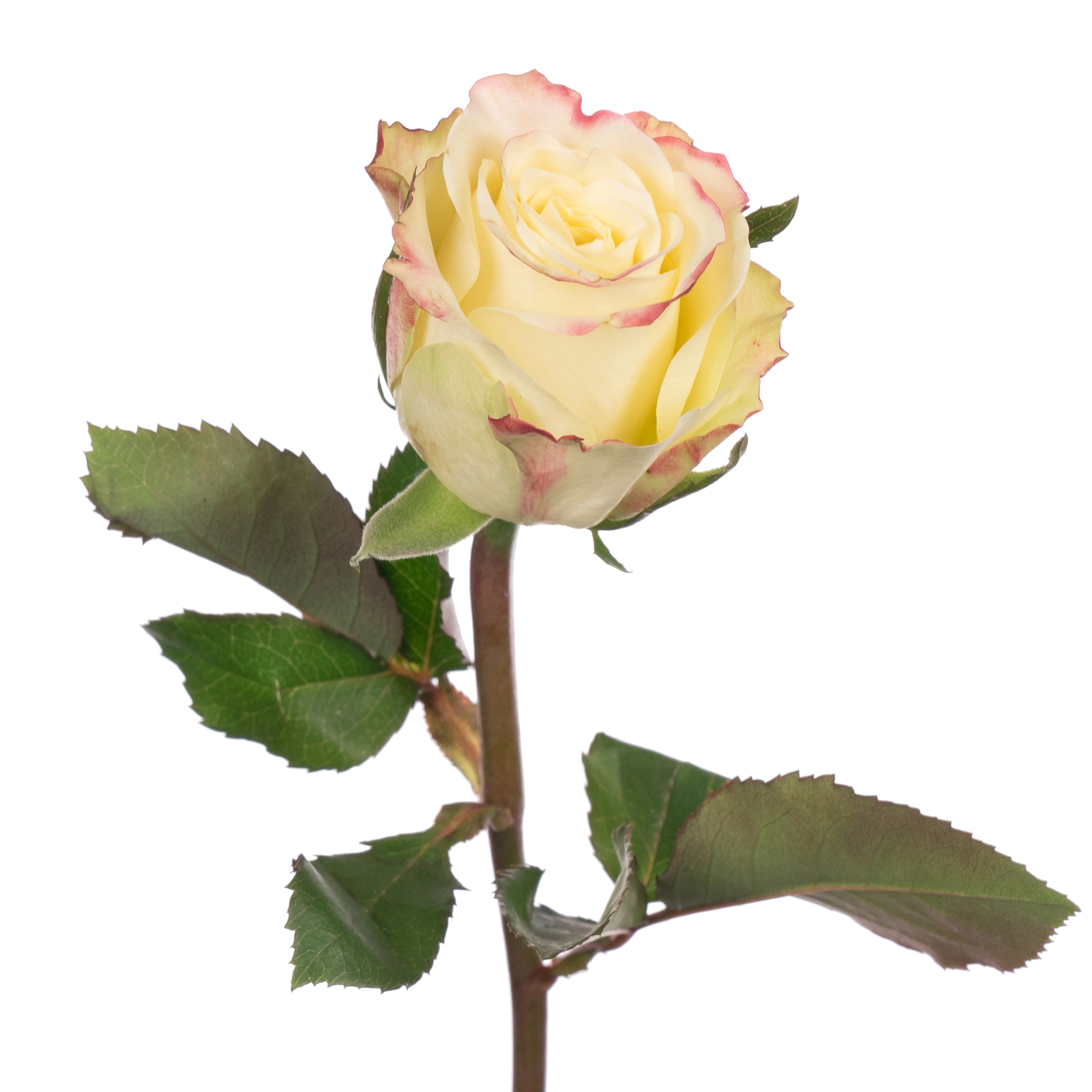 Роза однг алисон