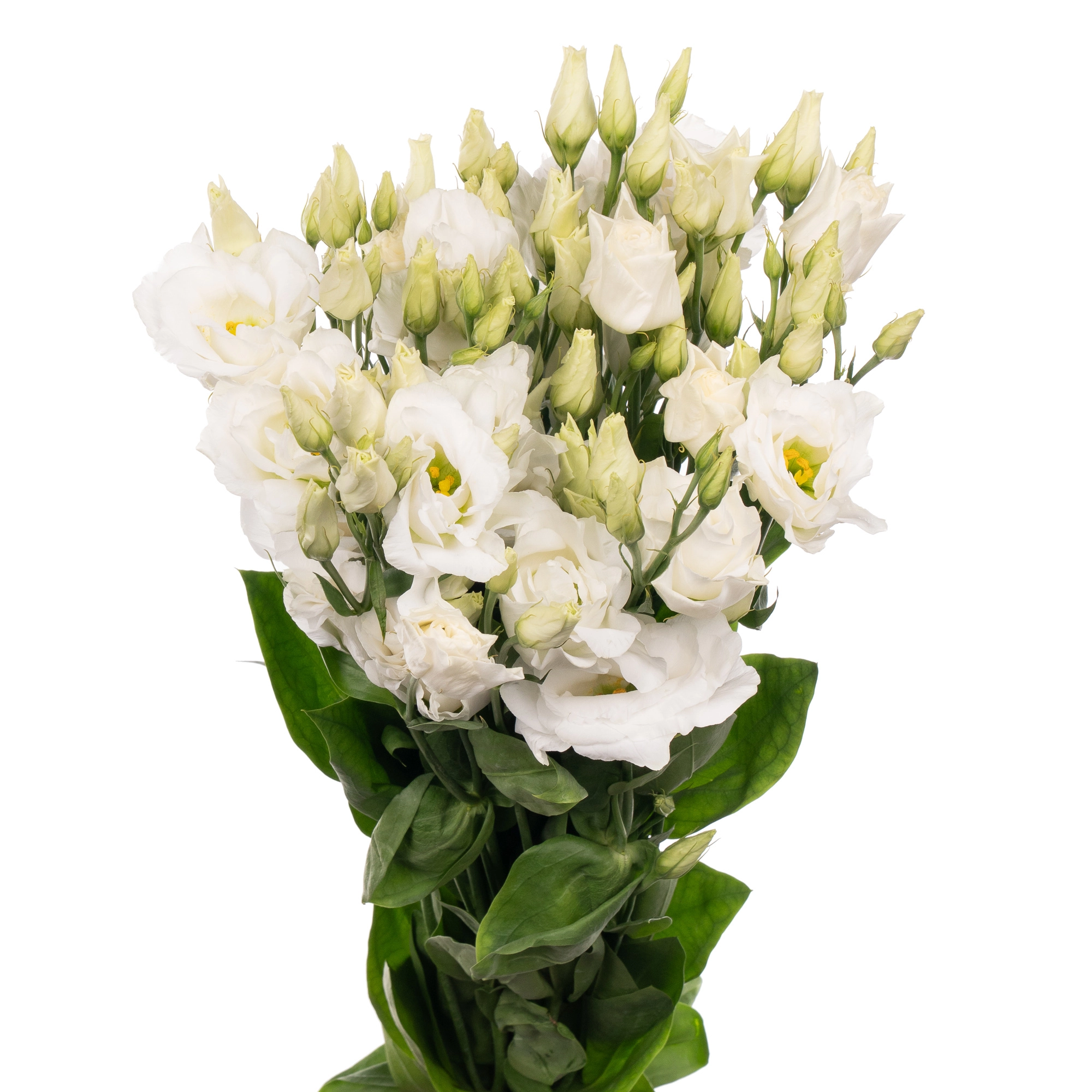 Лизиантус махровый арена джаинт вайт