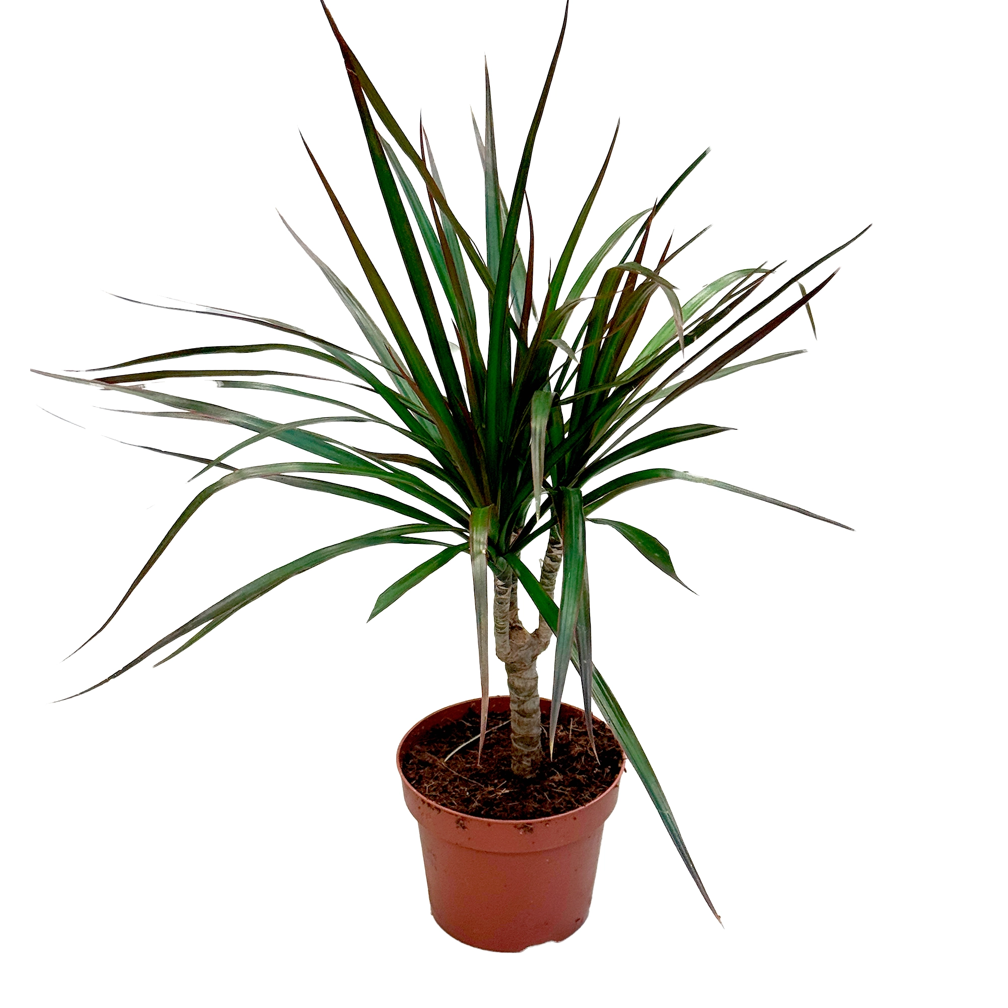 Драцена маргината Маджента