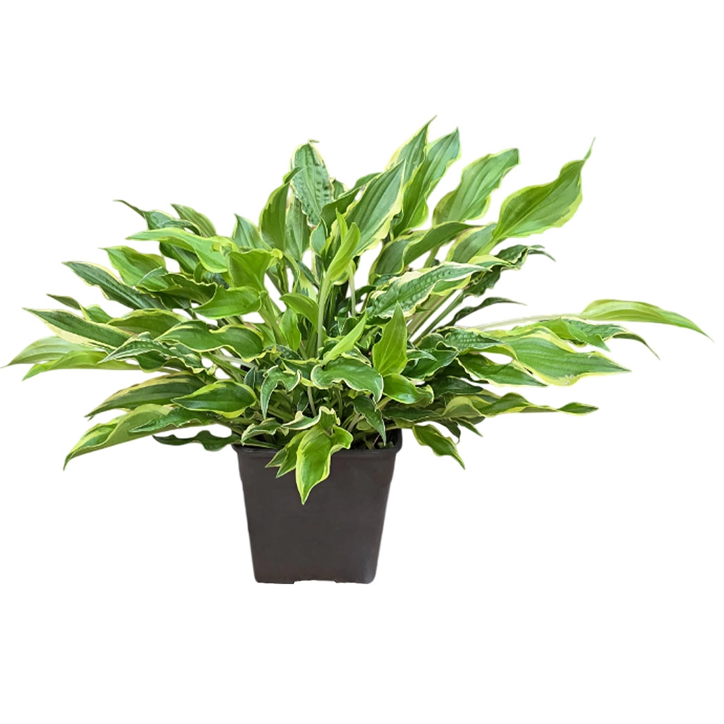 Хоста Голден Тиара