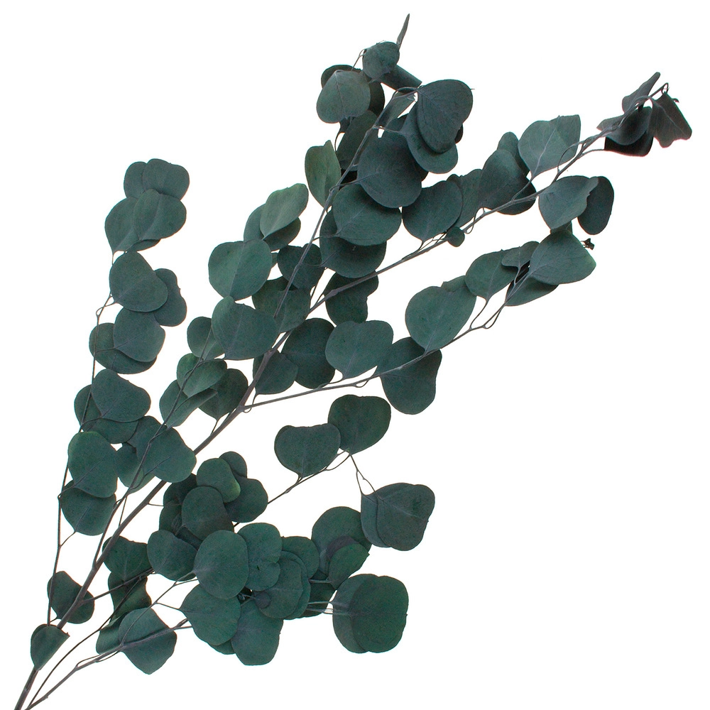 Сухоцветы стабилизированные "Эвкалипт", H60-65 см, 60 г Зеленый