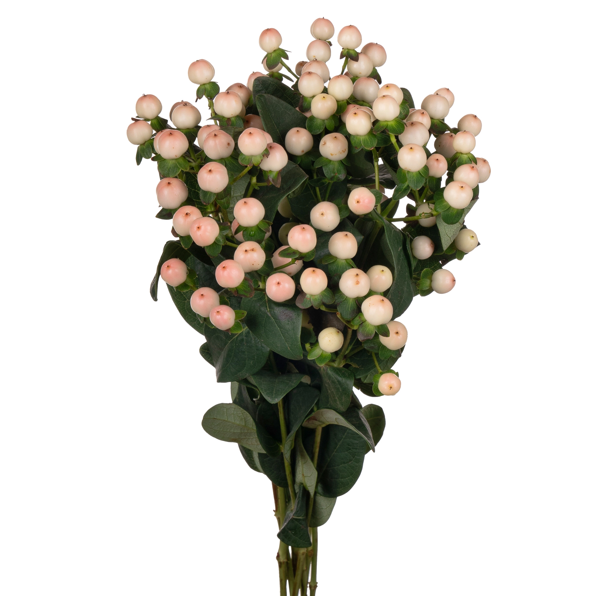 Гиперикум коко тиамо