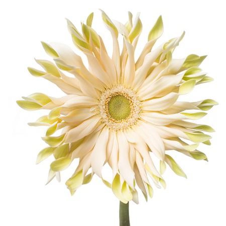 Гербера паста карбонара