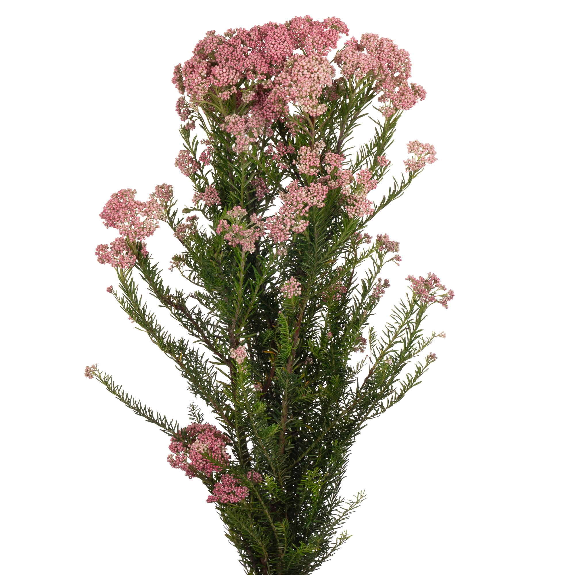 Озотамнус розовый