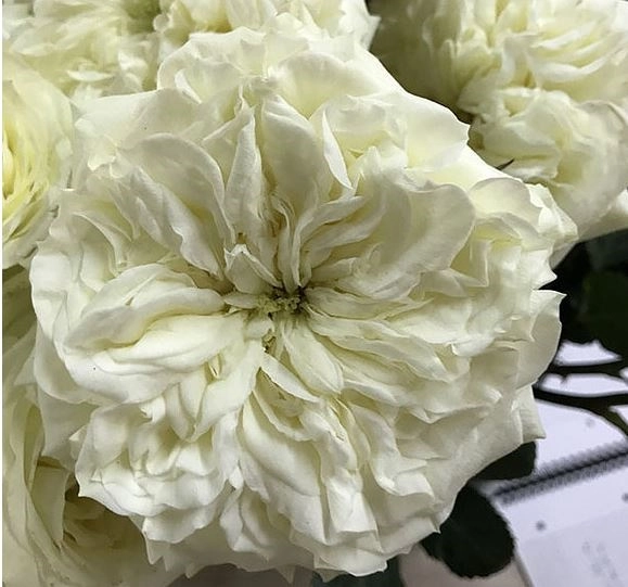 Роза однг майрас вайт