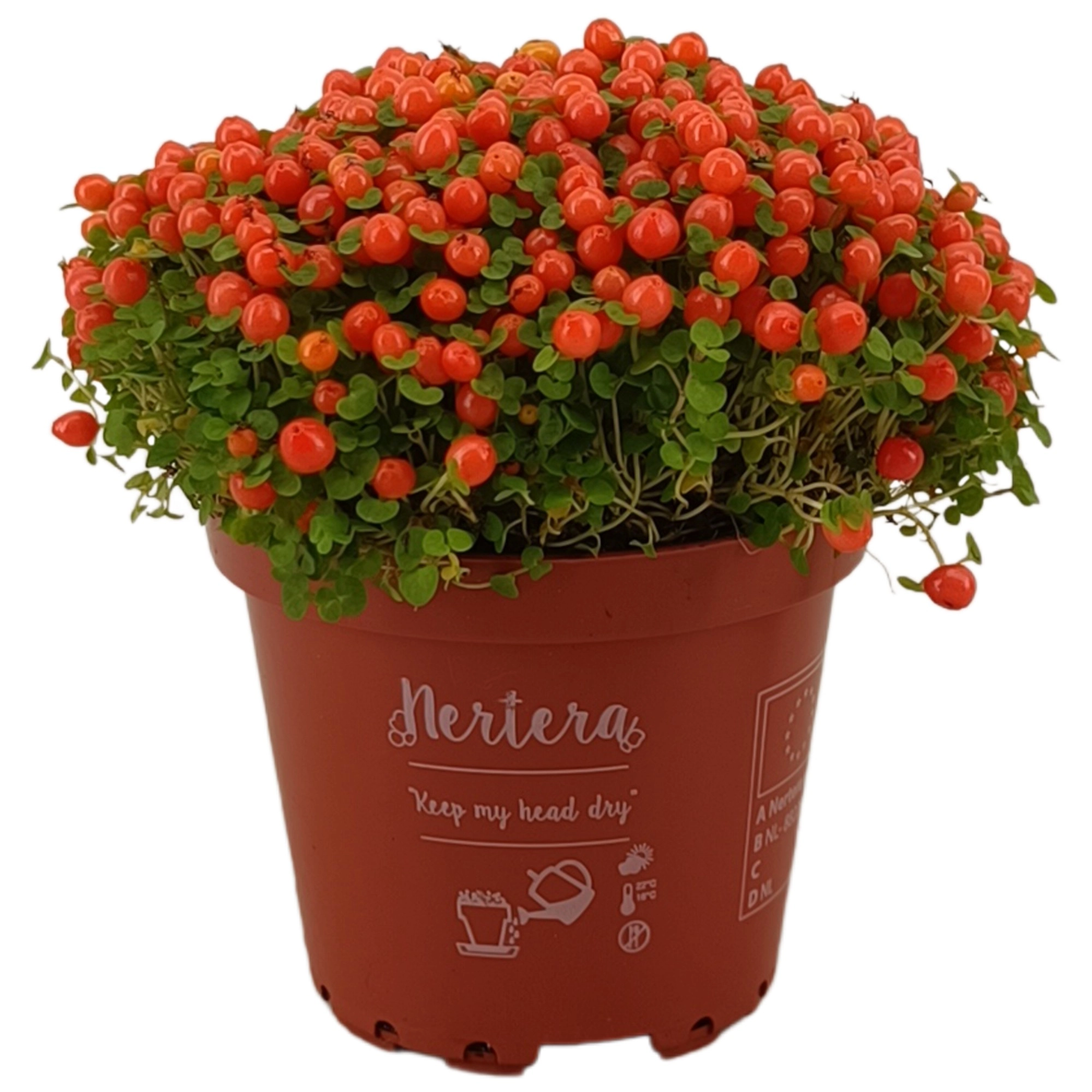 Нертера гранаденсис Астрид