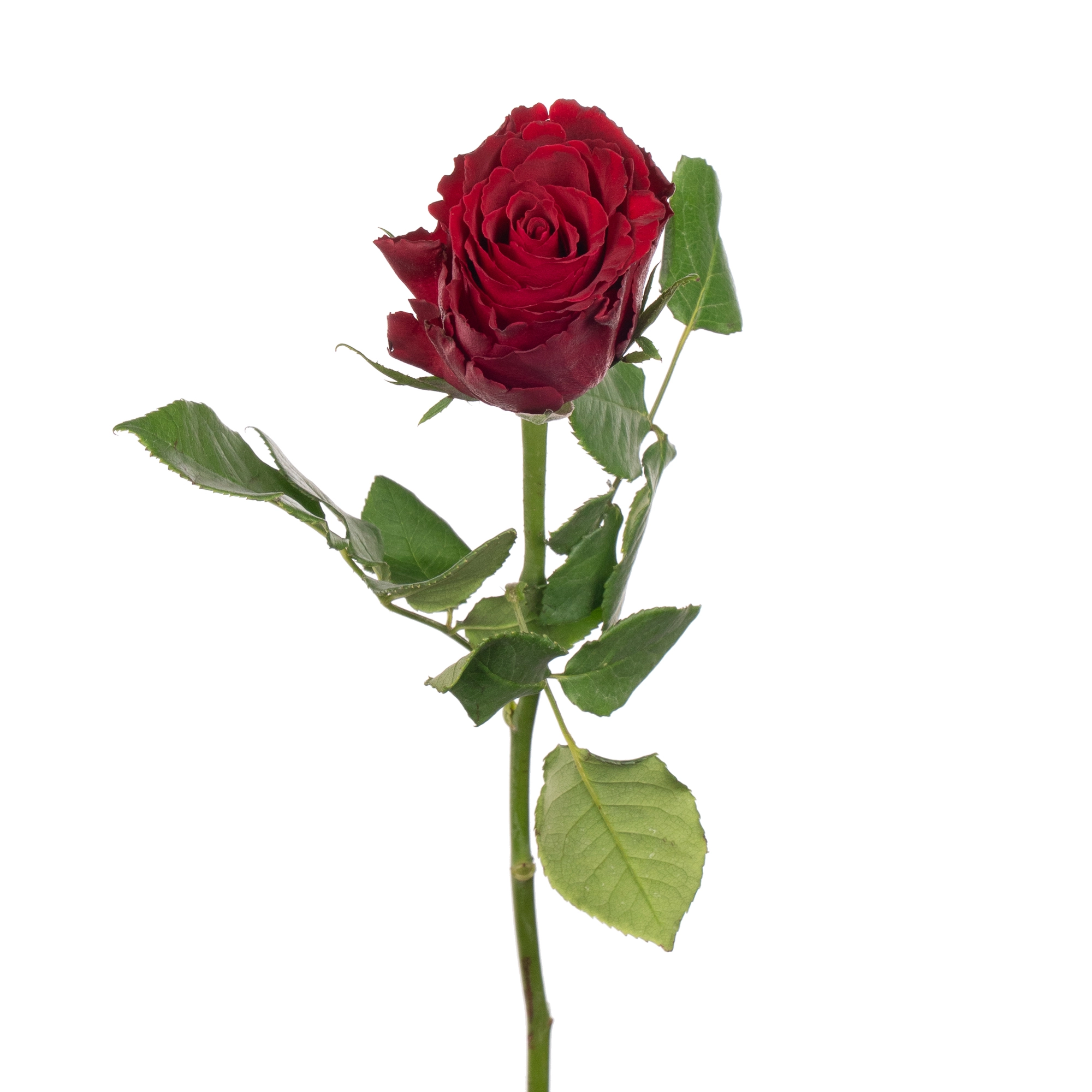 Роза однг мадам ред