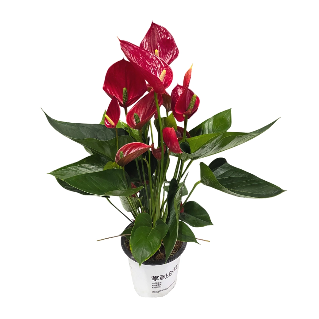 Антуриум андрианум Фламинго красный