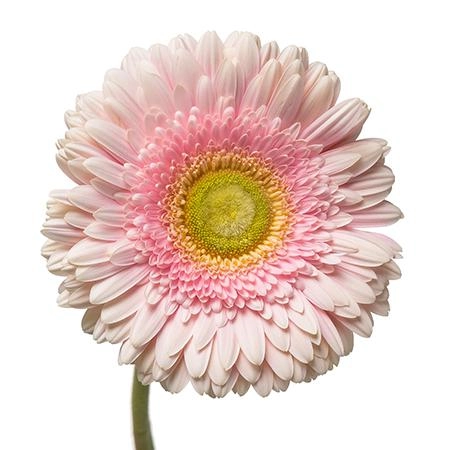 Гербера ромелла