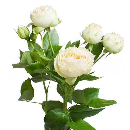 Роза куст бланшетт