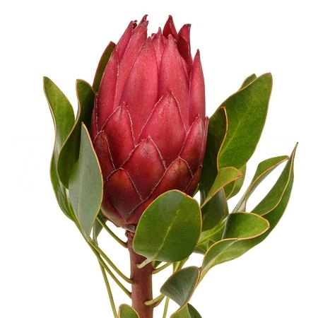 Протея мадиба ред