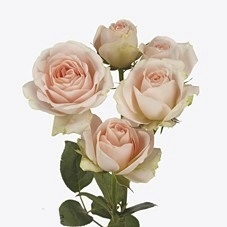 Роза куст тендер блоссомс