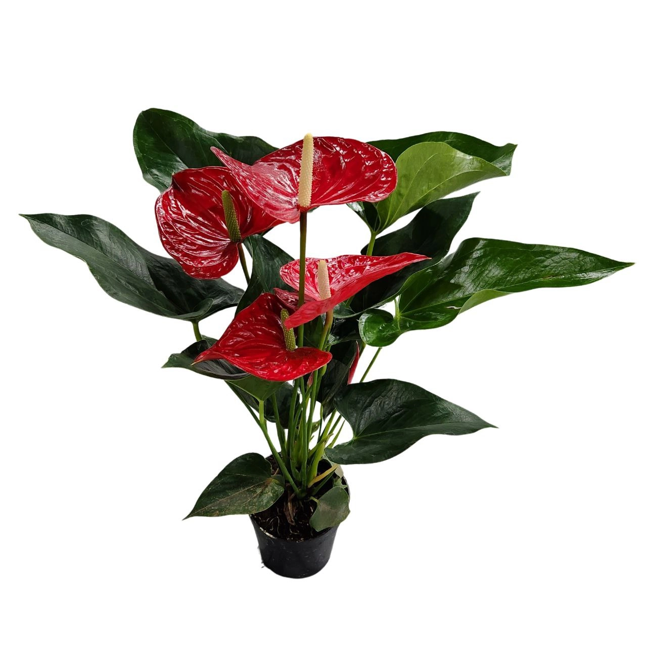 Антуриум андрианум Мичиган