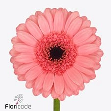 Гербера мини видал