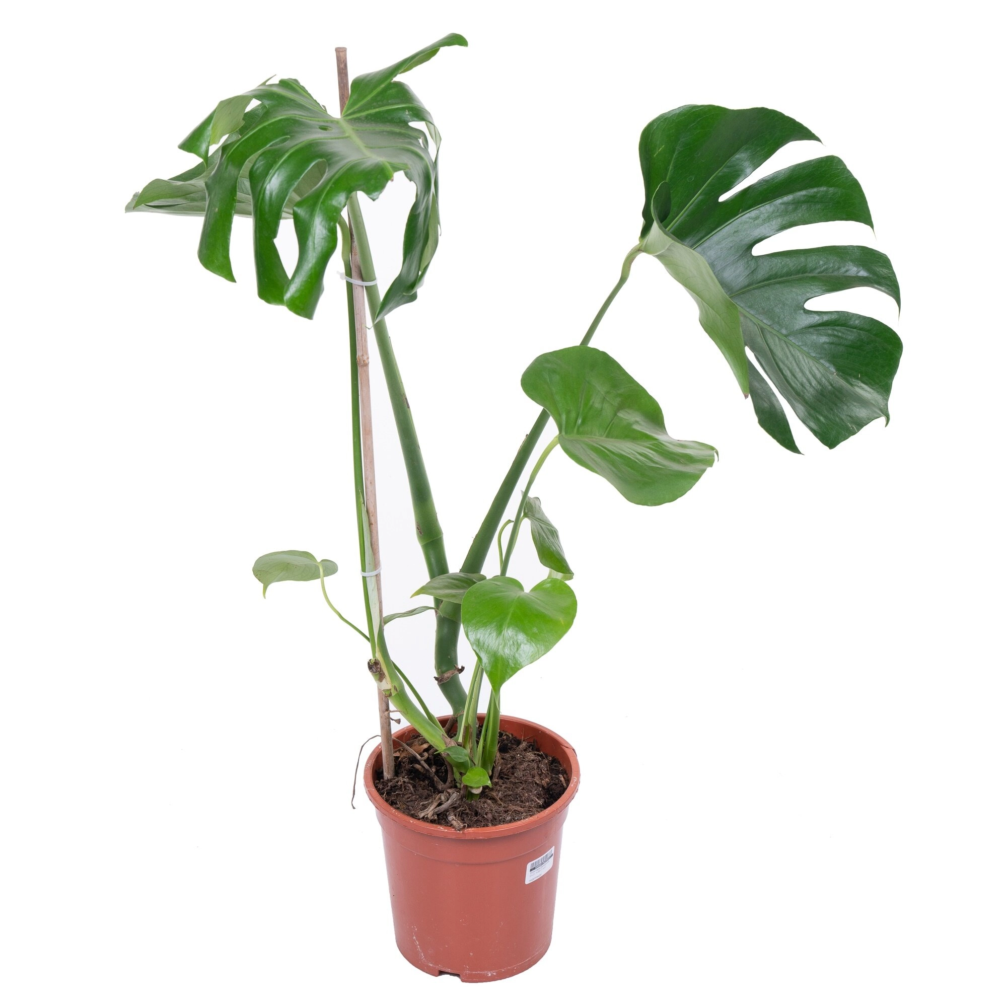 Монстера Делициоса