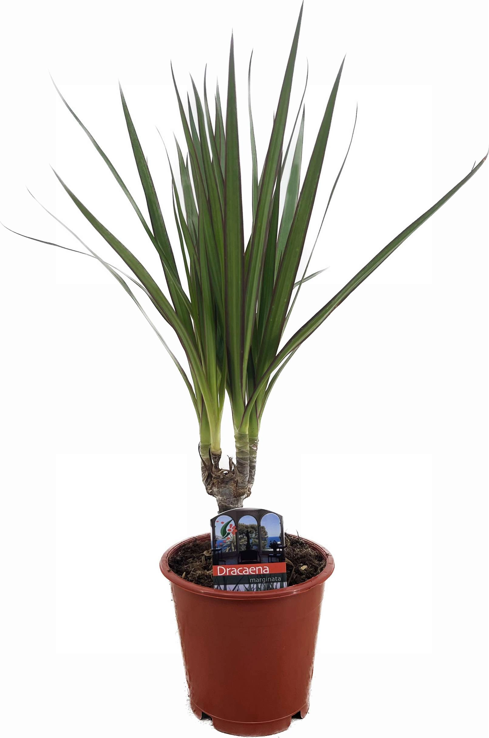 Драцена маргината 1 ст