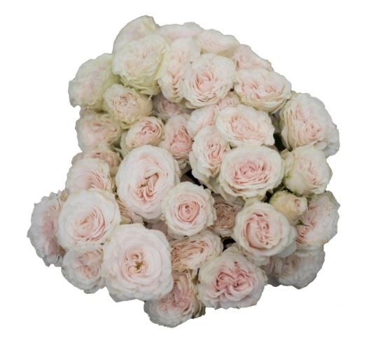 Роза куст би тру