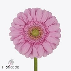 Гербера мини кирсти