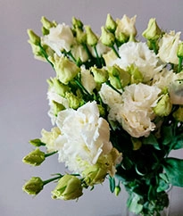 Лизиантусы