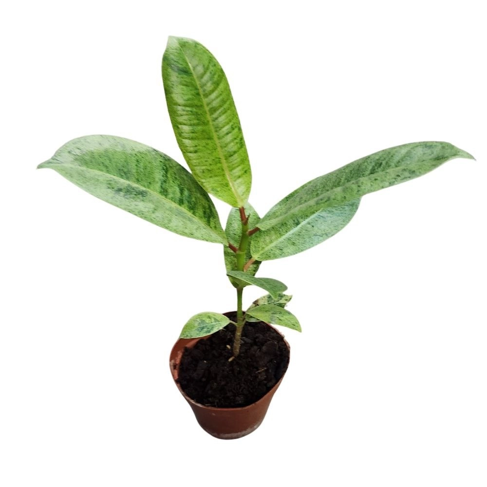 Фикус эластика Шрайвериана