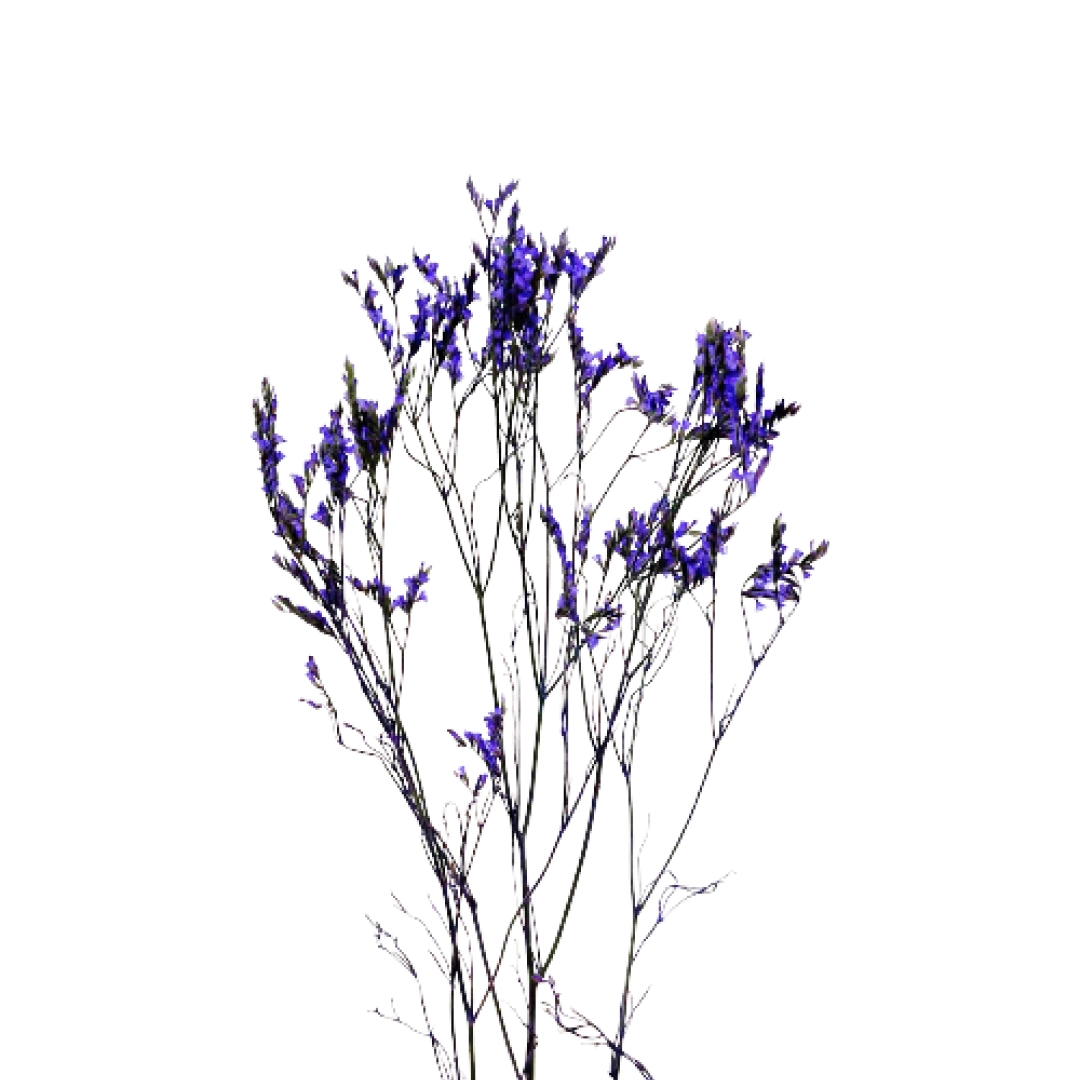 Лимониум селект пурпурный